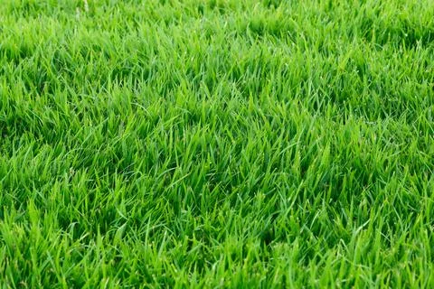Real grass for pattern and background Foto stock