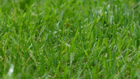 Real Grass Title Plate - Sharp and Soft 動画素材 107254096