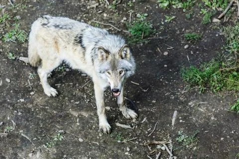 Real gray wolf running, in the forest background. Close to wolf in natural en Stock Photos