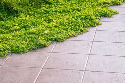Real green grass background. Foto stock