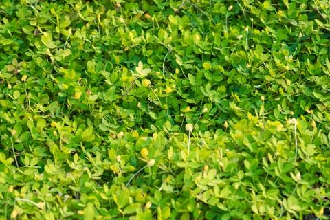 Real green grass background. Stock Photos