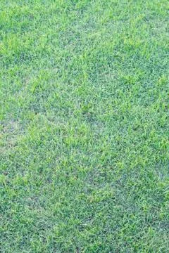 Real green grass Stock Photos