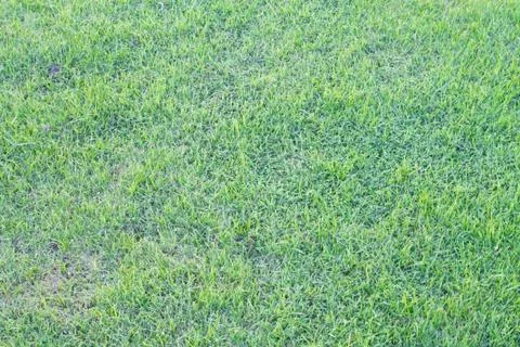 Real green grass Stock Photos