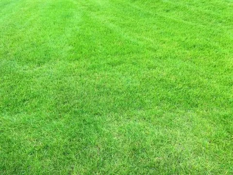The real green grass texture background Stock Photos