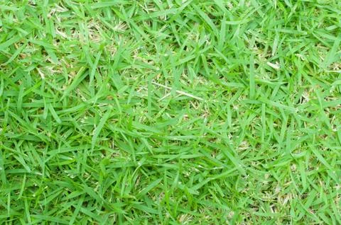 Real green grass texture ,close up Stock Photos