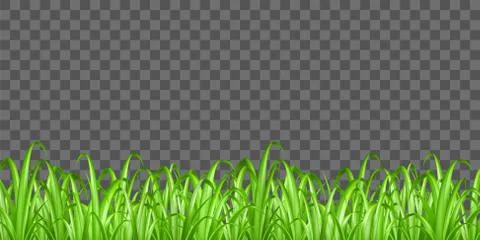 Real green grass on transparent background vector Stock Illustration