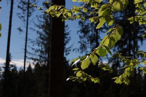 Real green leaves background Stock Photos