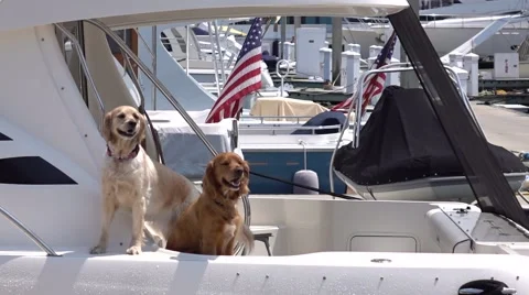 Real guards. Two funny dogs on the american boat. Vídeo Stock 63388798
