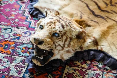 Real head and Skin of a Trophy Tiger Animal carpet Stock Photos