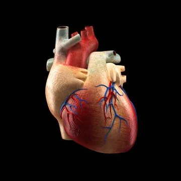 Real Heart Isolated on black - Human Anatomy model Stock Illustration
