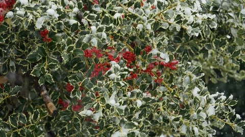Real Holly With Falling Snow Video stock 86091135