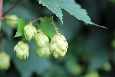 Real hops on a branch under a leaf Stock Photos