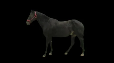 Real Horse Element Stock-Footage 33579443