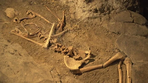 Real Human bones and skull Archeology discovery in cave , Panning shot Stock Footage 144589785