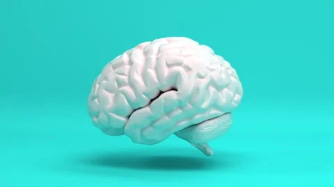 Real human brain internal cerebrum organ model animated background Video stock 150952354