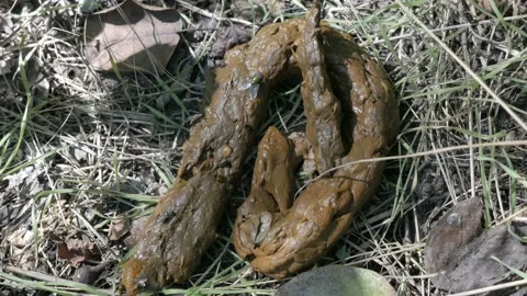 Real Human Feces Stock Footage 108652934
