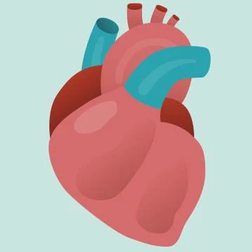 Real Human orgran Stock Illustration
