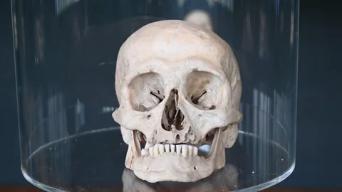 Real Human skull, close up. Symbol of death. Stock Footage 263780980