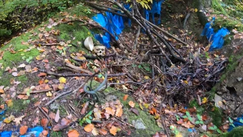 Real human skull cut in half in forest hole grave Stock Footage 142048165