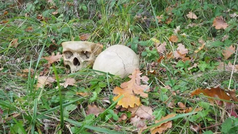Real human skull cut on half in nature. Meadow grave crime scene. Stock Footage 142114962