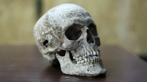 Real Human Skull Stock Footage 70637734
