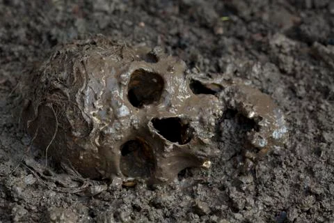 Real human skull Stock Photos