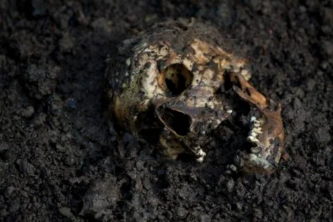 Real human skull Stock Photos