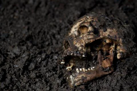 Real human skull Stock-Fotos