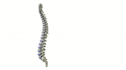 Real human spine turning Stock Footage 10940377