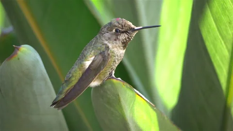 Real humming bird sitting on the leaf in slow motion Video stock 87372145