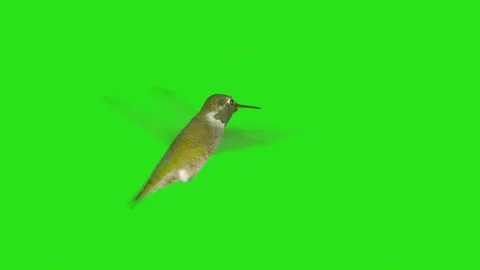 Real Hummingbird with Alpha Channel Matte mask in 4K Stock Footage