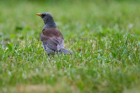 Real image of Fieldfare Thrush Foraging in Fresh Spring Grass Stock Photos