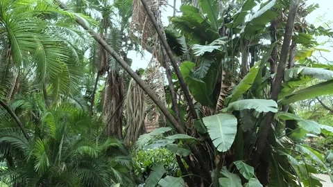 A real jungle (rainforest) in the centre of Buenos Aires, Argentina Stock Footage 256378587