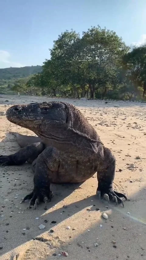 Real jurasic komodo Video stock 222975286