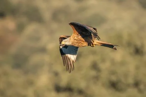 Real kite in flight 스톡 사진