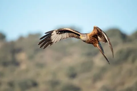 Real kite in flight Stock Photos