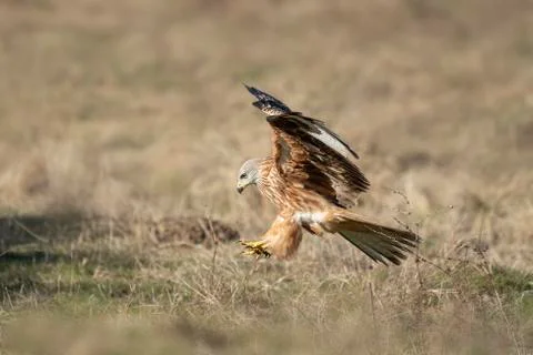 Real kite in flight Stock Photos