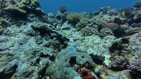 Real-life high-definition underwater diving scenery in the Maldives 動画素材 346703112