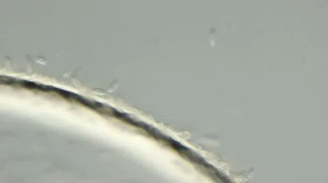 Real life micro organism under a microscope Stock Footage