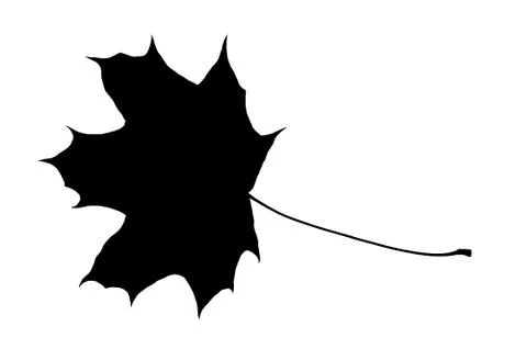 Real maple leaf silhouette isolated Foto stock