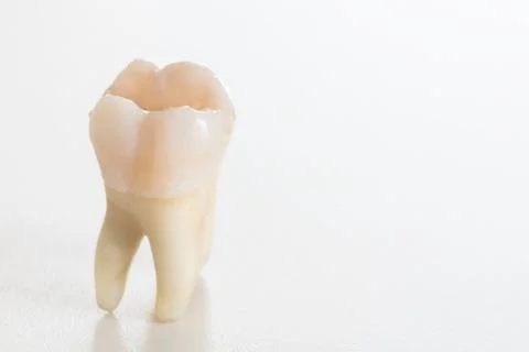 Real molar teeth Stock Photos
