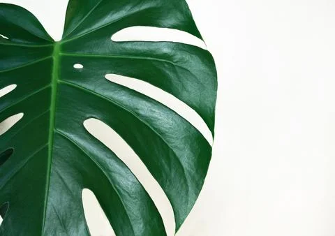 Real monstera leaf on white background. Tropical,botanical nature concepts ideas Stock Photos