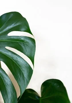 Real monstera leaf on white background. Tropical,botanical nature concepts ideas Stock Photos