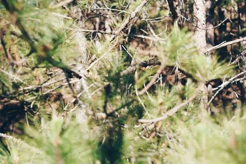 Real nature composition background. Close-up green pine tree prickly branches Stock Photos