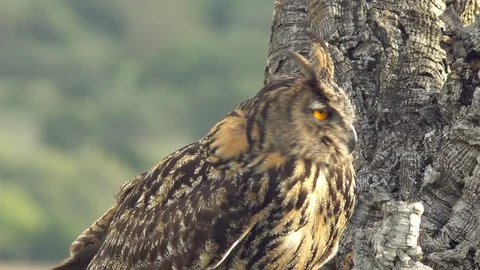 Real owl in its trunk Stock Footage 104371229