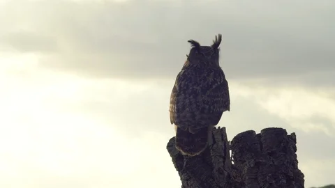 Real owl in its trunk Stock Footage 104372688
