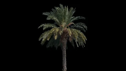 Real Palm Isolated 1 Stock Footage 126602527