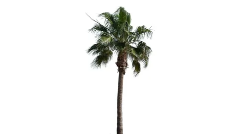 Real palm isolated 2 4K on white background Stock Footage 129858671