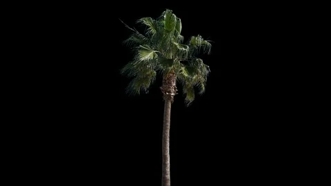 Real palm isolated 2 Stock Footage 126602037