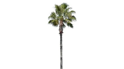 Real Palm isolated on the wind 4 on white background Stock Footage 129311570